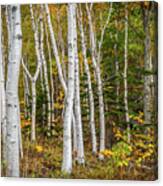White Paper Woods Canvas Print
