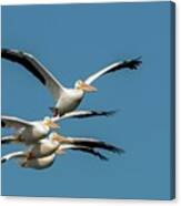 White Pelicans In Flight Canvas Print