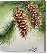 White Pine Cones Canvas Print