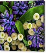 White Poms And Purple Hyacinth Canvas Print