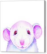 White Rat Peekaboo Canvas Print