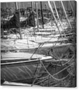 White Sailboats In The Harbor In Black And White Canvas Print
