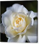 White Soft Rose Canvas Print