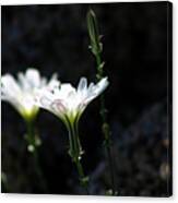 White Tackstem Daisy Canvas Print