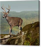 White-tailed Buck At Dawn Canvas Print