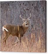White-tailed Deer Canvas Print