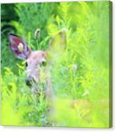 White-tailed Fawn In Meadow Canvas Print