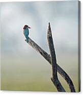 White-throated Kingfisher Resting Canvas Print