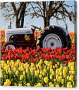 White Tractor Tulips Canvas Print