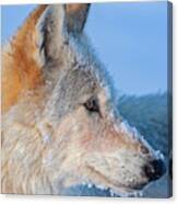 White Wolf Profile- 540f Canvas Print