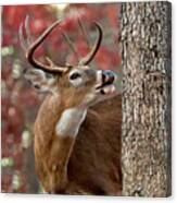 Whitetail #682 Canvas Print