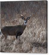 Whitetail Buck Looking Back Canvas Print