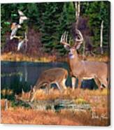 Whitetail Deer Art Print - Deer Lake Canvas Print
