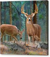 Whitetail Deer Art Print - Forest Deer Canvas Print