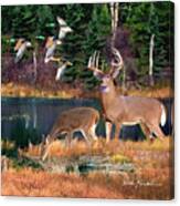 Whitetail Deer Art Squares - Deer Lake Canvas Print