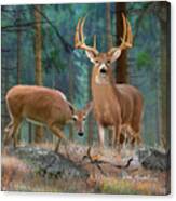 Whitetail Deer Art Squares - Forest Deer Canvas Print