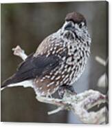 Whole And Close. Spotted Nutcracker Canvas Print