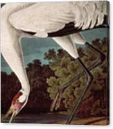 Whooping Crane, From Birds Of America By John James Audubon Canvas Print