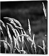 Wild Grass In Black And White Canvas Print