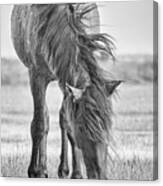 Wild Horse With Wind Blown Mane Canvas Print