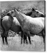 Wild Horses 2c Canvas Print