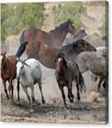 Wild Horses Utah Canvas Print