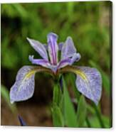 Wild Iris Canvas Print