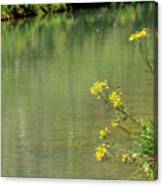 Wild Yellow Daisies Along The Creek Canvas Print