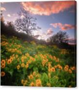 Wildflower Sunset Canvas Print