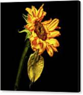 Wilting Sunflower #3 Canvas Print