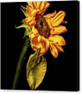 Wilting Sunflower #5 Canvas Print