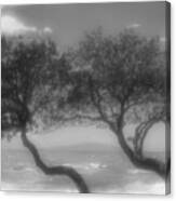 Wind Bent Trees In Black And White Canvas Print