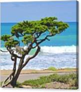 Windblown Cypress Canvas Print