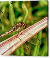 Winged Dragon Canvas Print