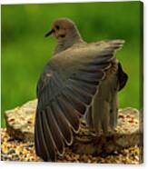Wings Of A Morning Dove Canvas Print