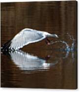 Wings Touching In Water Reflection Of Bird Canvas Print