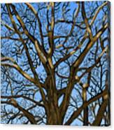 Winter Branches Canvas Print