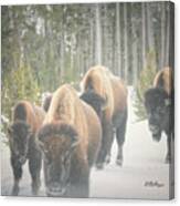 Winter Buffalos Canvas Print