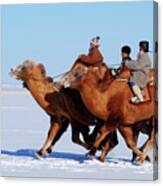 Winter Camel Racing Canvas Print