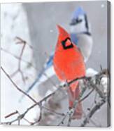 Winter Cardinal And Bluejay Canvas Print