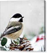 Winter Chickadee Canvas Print