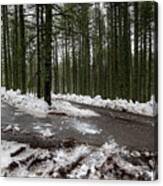 Winter Forest Landscape With Snow On The Ground Canvas Print