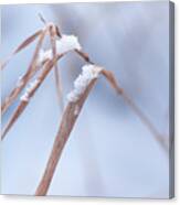 Winter Grass With Snow Canvas Print