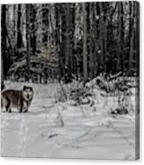 Winter Hike Canvas Print