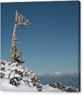 Winter Landscape In Snowy Mountains. Frozen Snowy Lonely Fir Trees Against Blue Sky. Canvas Print