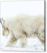 Winter Mountain Goat Canvas Print