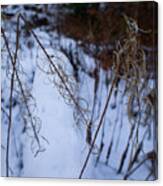 Winter Of Fireweed Canvas Print