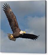 Winter Soaring Canvas Print