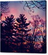 Winter Sunrise Through Silhouetted Pines Canvas Print
