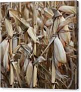 Winter's Bounty Canvas Print